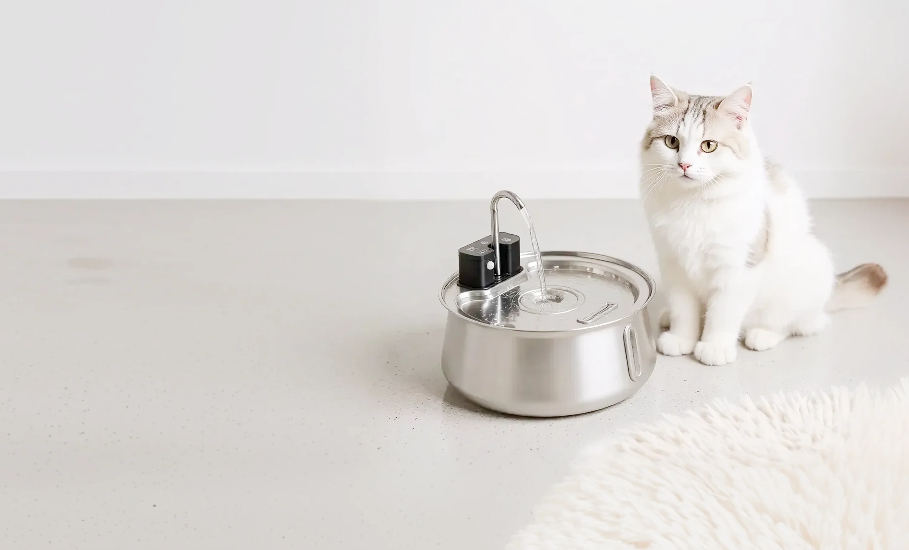 Hydrate Your Cat in Style